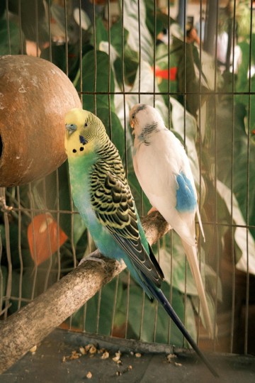 Bird Cage Clean Blog